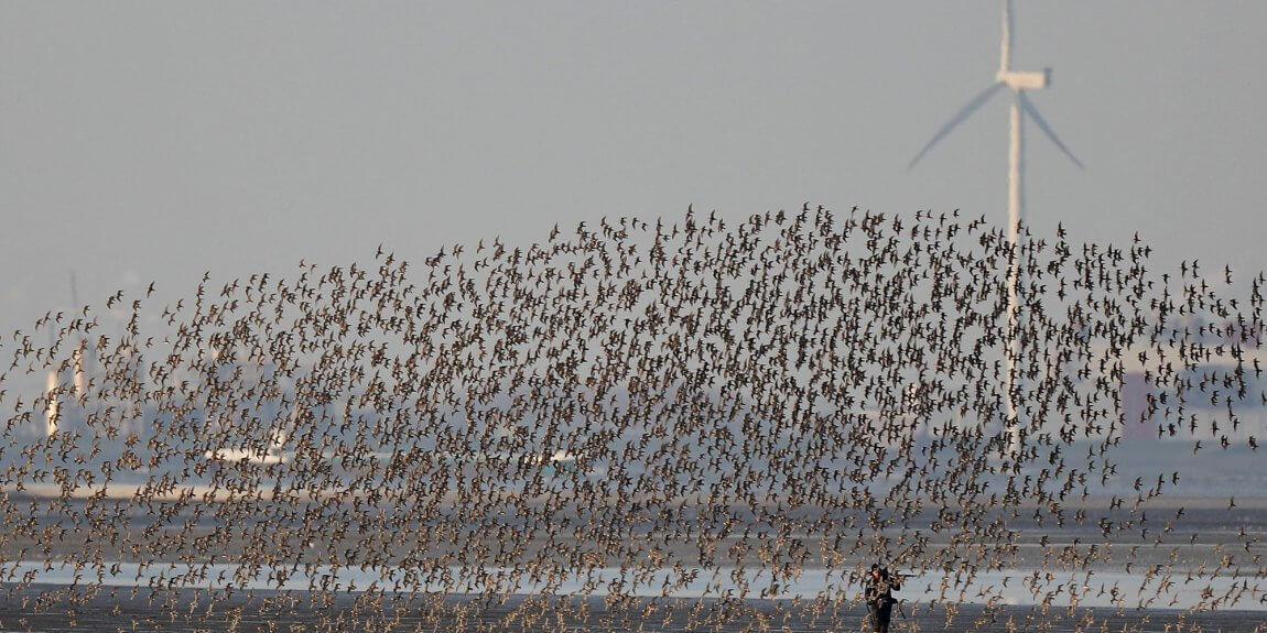 12. Zugvogeltage im Wattenmeer Watvogelschwarm Foto: Onno K. Gent